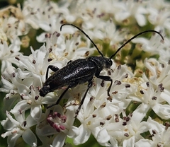 Stenurella nigra