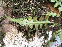 Asplenium pinnatifidum