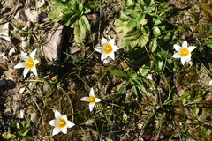 Romulea bulbocodium