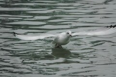 Chroicocephalus ridibundus