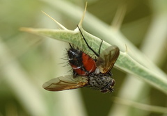 Eriothrix rufomaculata