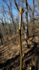 Torminalis glaberrima