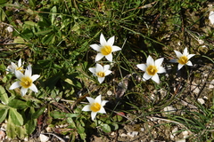 Romulea bulbocodium