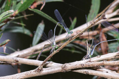 Rhadinosticta simplex