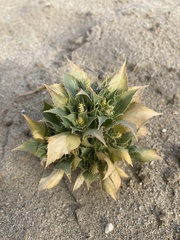 Stillingia spinulosa