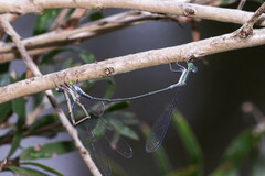 Rhadinosticta simplex