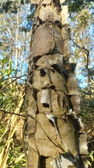 Piptadenia gonoacantha