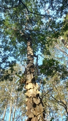 Piptadenia gonoacantha