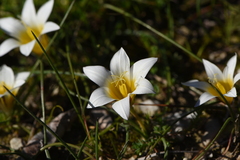 Romulea bulbocodium