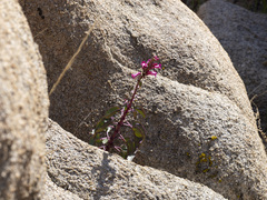 Penstemon clevelandii