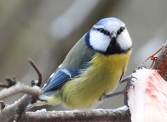 Cyanistes caeruleus