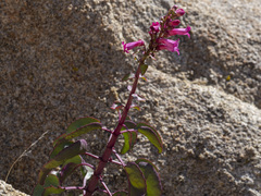 Penstemon clevelandii