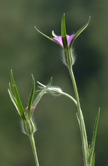 Agrostemma githago