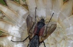 Eriothrix rufomaculata