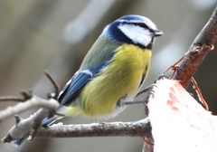 Cyanistes caeruleus