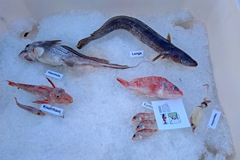 Helicolenus dactylopterus