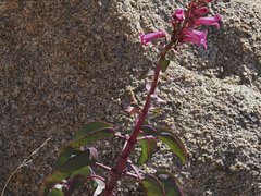 Penstemon clevelandii