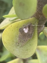 Eriophora