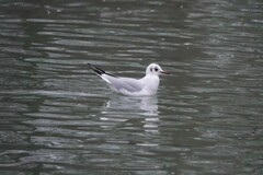 Chroicocephalus ridibundus