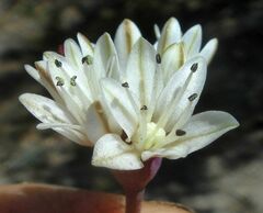 Allium burlewii