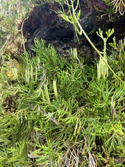 Diphasiastrum thyoides