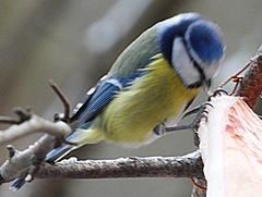 Cyanistes caeruleus