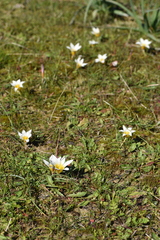 Romulea bulbocodium