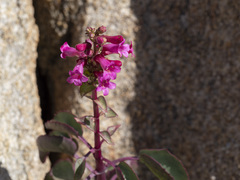 Penstemon clevelandii