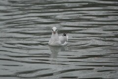 Chroicocephalus ridibundus