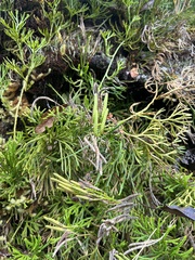 Diphasiastrum thyoides