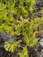 Diphasiastrum thyoides