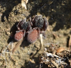 Palpimanus gibbulus