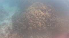 Porites