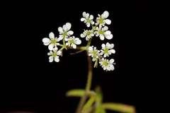 Tordylium trachycarpum