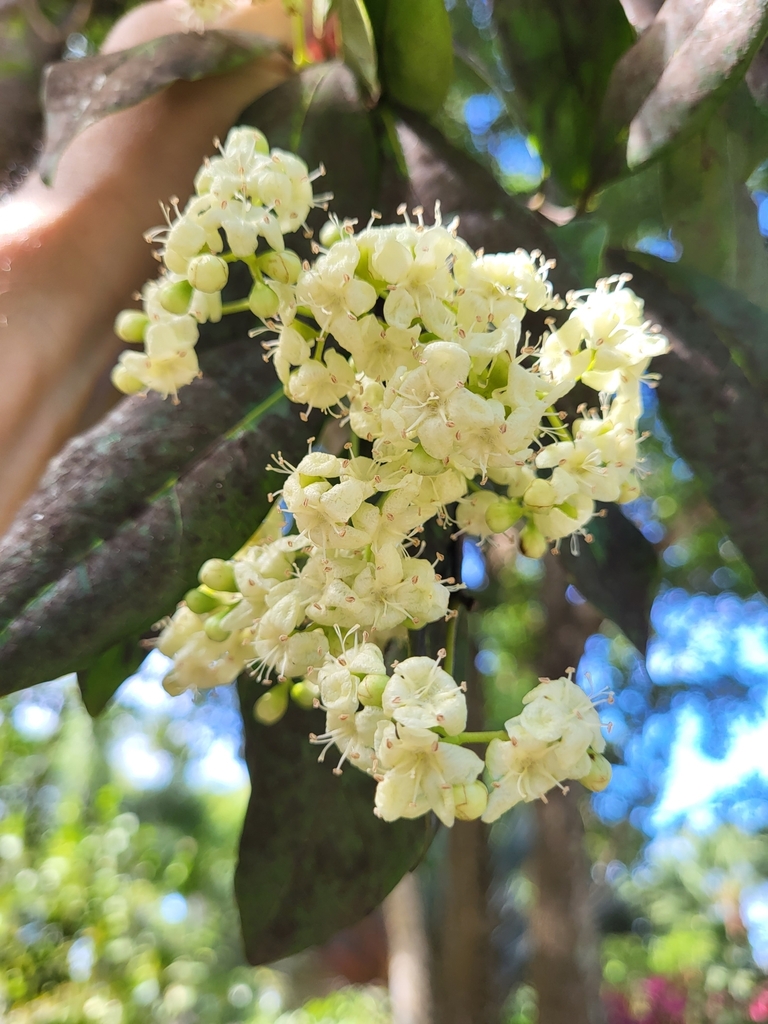 Cordia laevigata