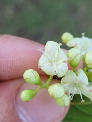 Cordia laevigata