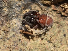 Palpimanus gibbulus