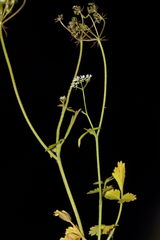 Tordylium trachycarpum