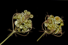 Tordylium trachycarpum