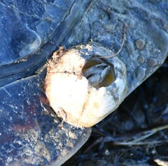 Chelonibia testudinaria