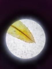 Mnium hornum