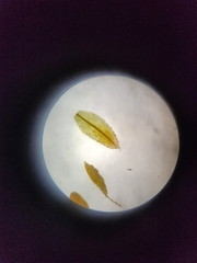 Mnium hornum