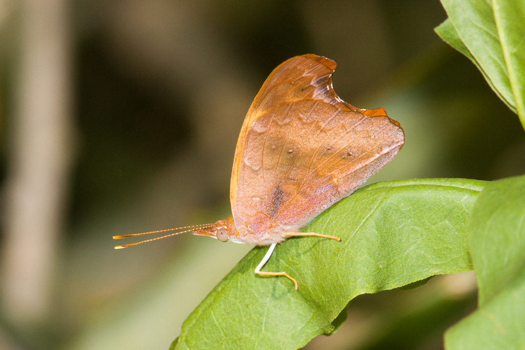 Temenis