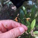 Pabstiella lueriana - Photo (c) leopivovar, algunos derechos reservados (CC BY-NC)
