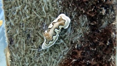 Goniobranchus coi