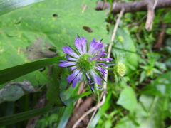 Knautia dipsacifolia