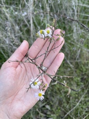 Malacothrix saxatilis