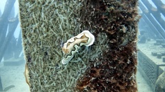 Goniobranchus coi