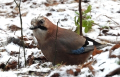 Garrulus glandarius