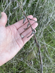 Malacothrix saxatilis